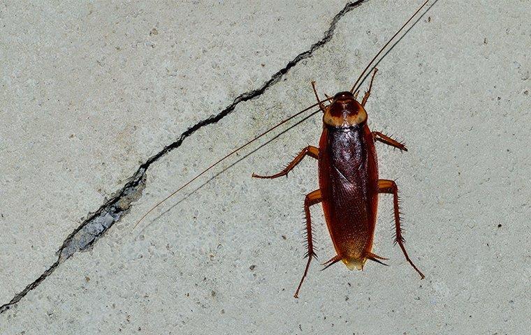 Cockroach 