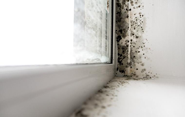 Mold around window