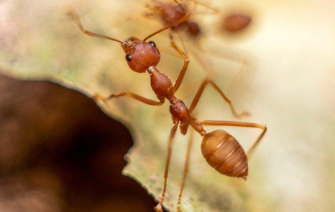 red fire ant crawling on a leaf