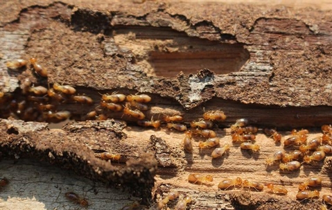 dozens of termites crawling on damaged wood on north caicos island