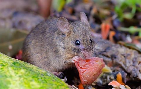 a rat on the ground outside of a home on grand turk island