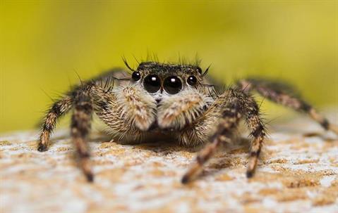 a large spider in a home on east caicos island