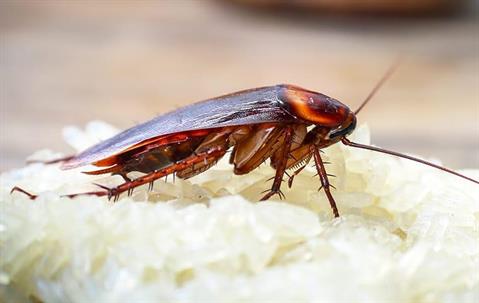 a cockroach crawling on food in a home on grand turk island