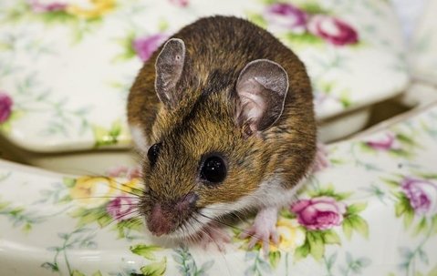 a rat on a dining room table in a home on west caicos