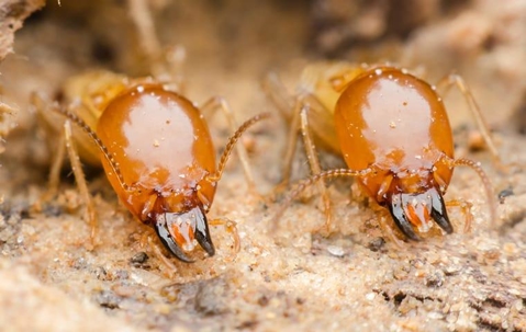 two termites crawling on damaged wood in providenciales