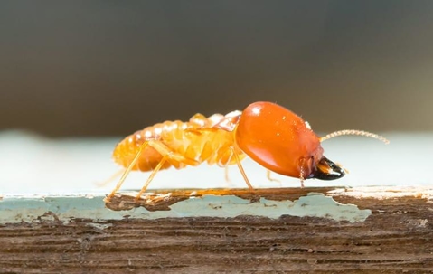 a termite crawling on damaged wood at a home in providenciales