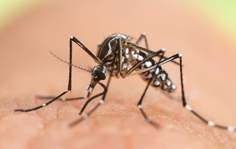 a mosquito biting a persons hand on grand turk island