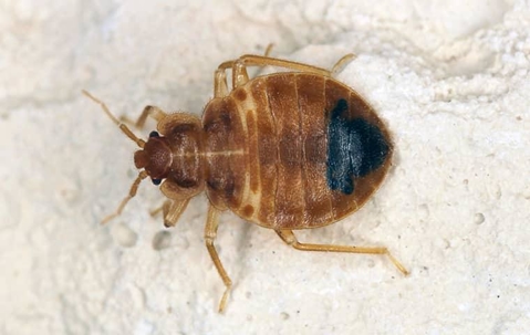 a bed bug crawling inside a home