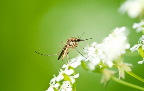 a mosquito that landed on a flower