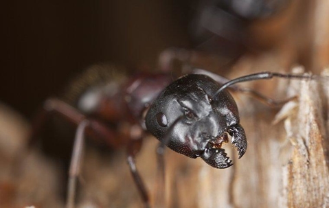 carpenter ant eating wood
