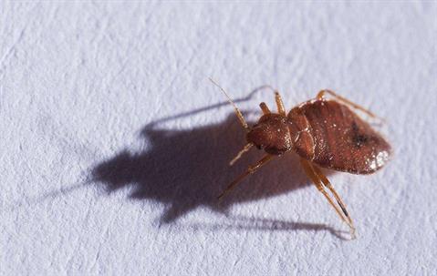 a bed bug crawling on bedding