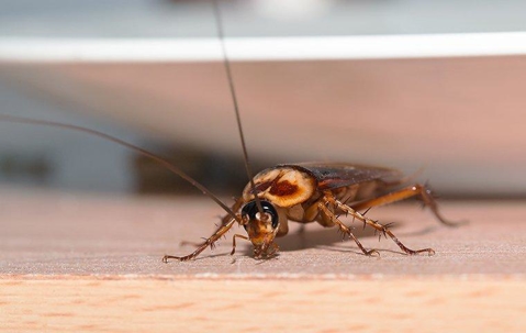a cockroach on a kitchen countertop
