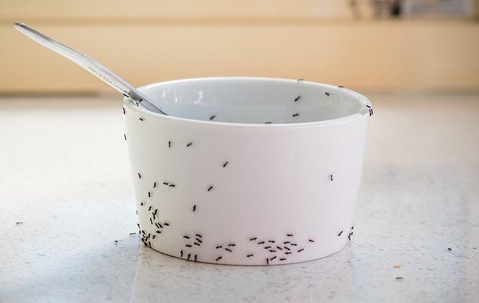 ant infestation in kitchen