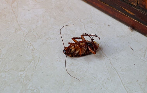 roach dead in home