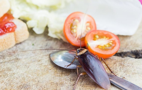 cockroach in kitchen on spoon