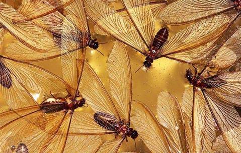 many termite swarmers at a home on south caicos island