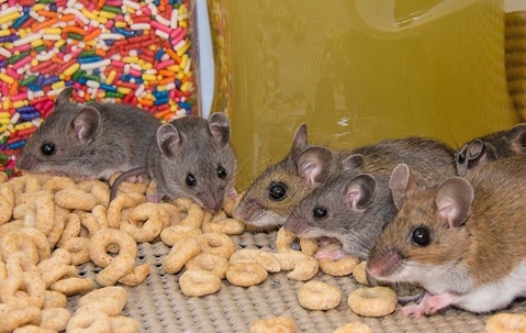 a house mouse infestation