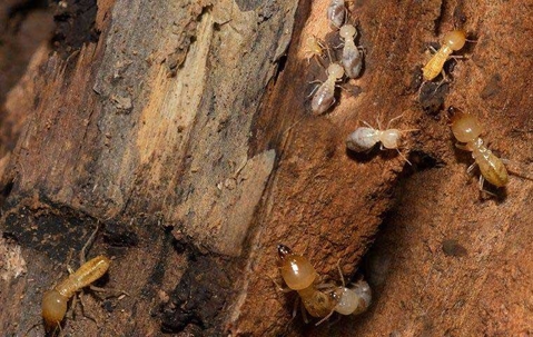 termites eating wood
