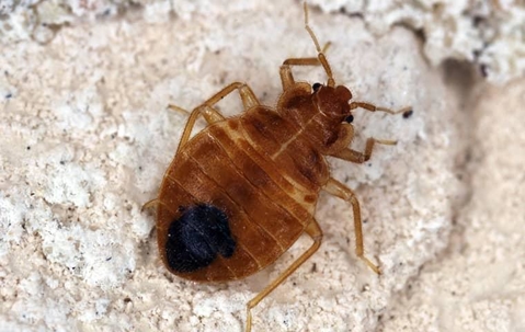 bed bug on pillow