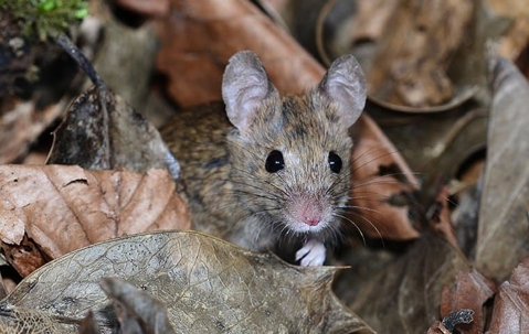 House mouse in leaves.