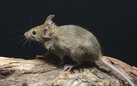 a mouse on a rock outside of a home on south caicos island